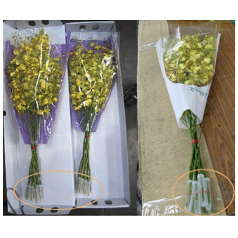 Dung dịch Xử Lý Hoa Vũ Nữ trong TIP Ống Nhựa hoa lan là chế phẩm nước cắm hoa Longlife nhập khẩu Israel giữ hoa tươi lâu và gốc hoa không bị vàng