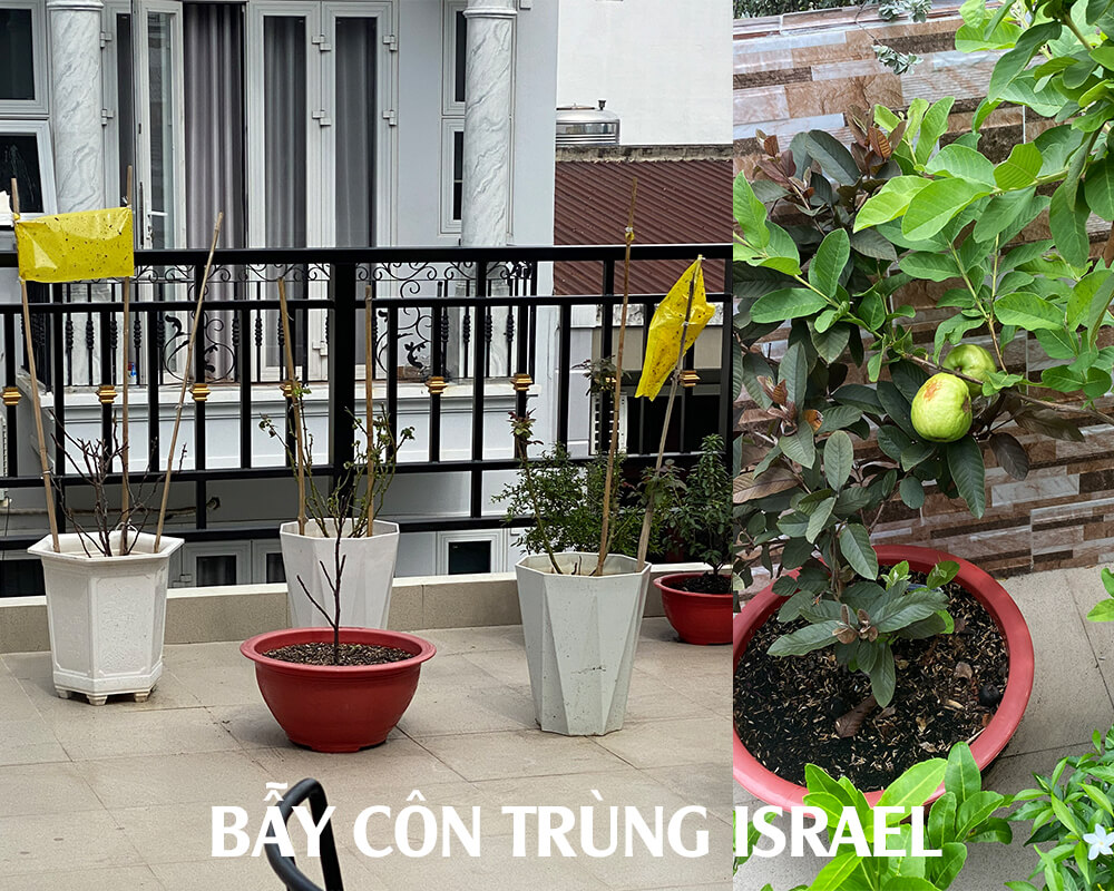 Miếng bẫy vàng Côn Trùng gây hại rau sạch, cây ăn trái tại nhà nhập khẩu Israel Sticky Yellow Roll