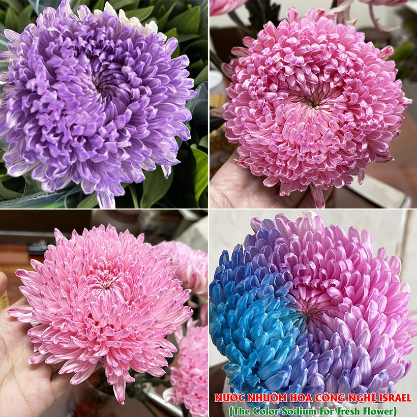 Màu Nhuộm Hoa Cúc Mẫu Đơn Việt Nam và giúp hoa  cúc mẫu đơn tươi lâu hơn