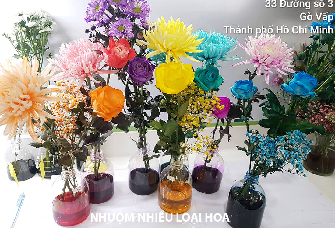 Nhuộm Hoa Hồng Đổi Màu 7 sắc cầu vồng bằng màu nhuộm hoa công nghệ Israel (chai 1L)
