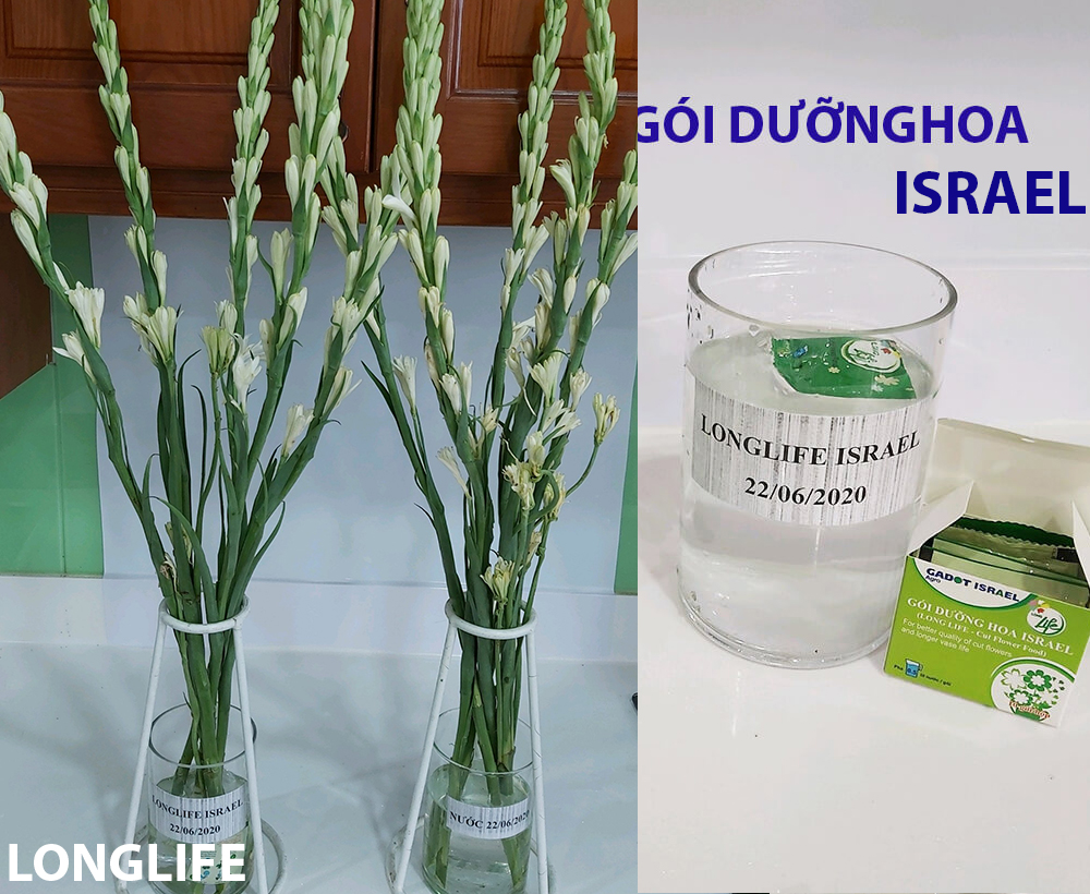 50 gói Thuốc Cắm Hoa Huệ Lâu tàn nhập khẩu Israel và không thay nước cắm hoa huệ trong 14 ngày