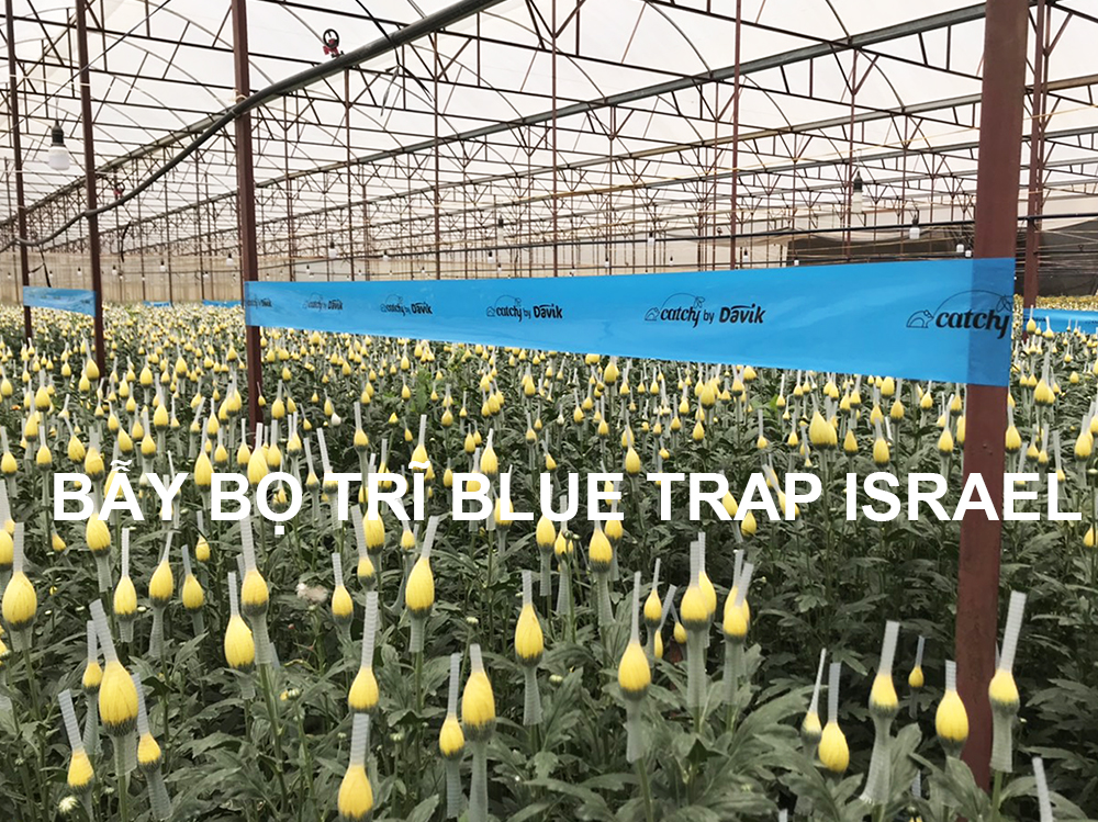Diệt Bọ Trĩ bằng Keo Bẫy Xanh Blue Trap Nhập Khẩu Israel x 2 mặt keo dính (0.15 x 100M)