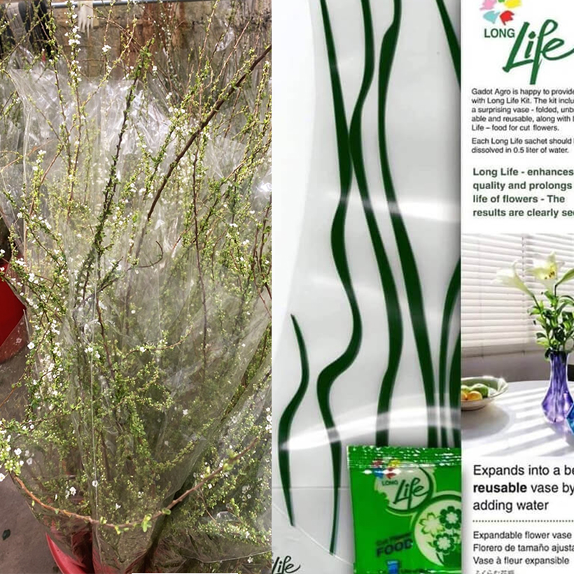 Thuốc dưỡng hoa Cây Tuyết Mai Cắm Bình Lâu tàn và nở đều 99% bằng nước cắm hoa Israel